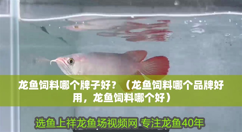 龍魚飼料哪個牌子好？（龍魚飼料哪個品牌好用，龍魚飼料哪個好）