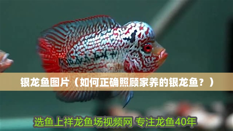 銀龍魚(yú)圖片（如何正確照顧家養(yǎng)的銀龍魚(yú)？）