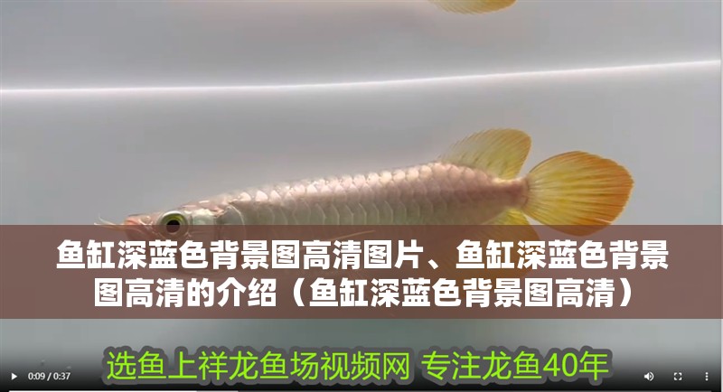 魚缸深藍色背景圖高清圖片、魚缸深藍色背景圖高清的介紹（魚缸深藍色背景圖高清）