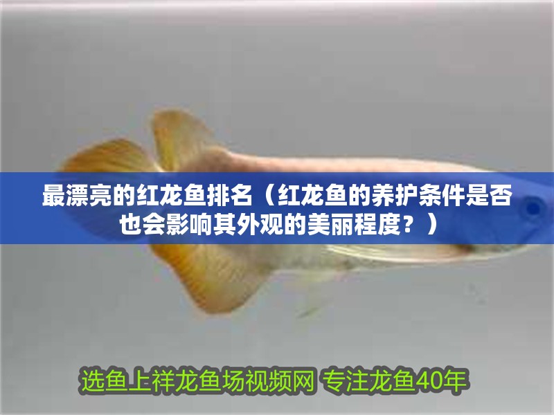最漂亮的紅龍魚(yú)排名（紅龍魚(yú)的養(yǎng)護(hù)條件是否也會(huì)影響其外觀的美麗程度？）