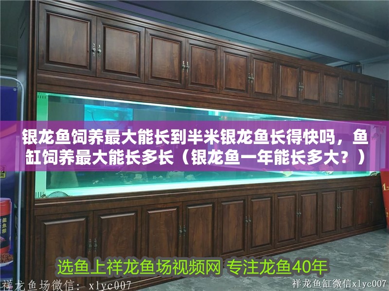 銀龍魚飼養最大能長到半米銀龍魚長得快嗎，魚缸飼養最大能長多長（銀龍魚一年能長多大？）