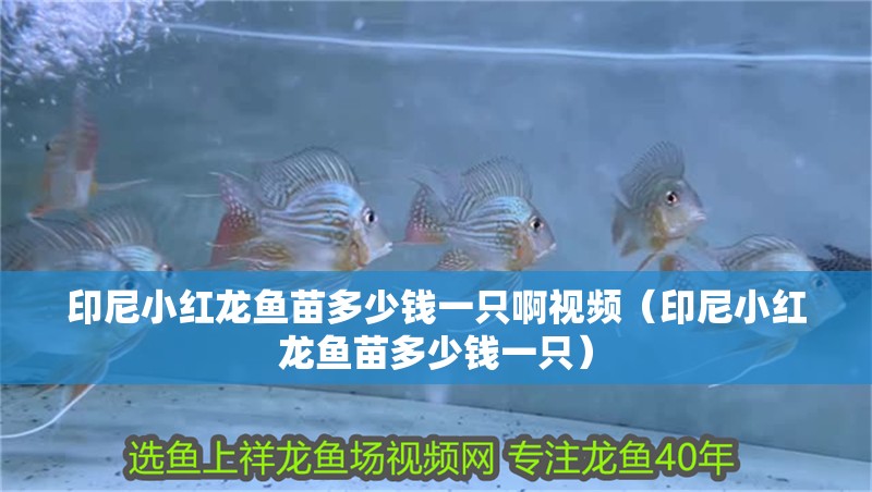 印尼小紅龍魚苗多少錢一只啊視頻（印尼小紅龍魚苗多少錢一只）