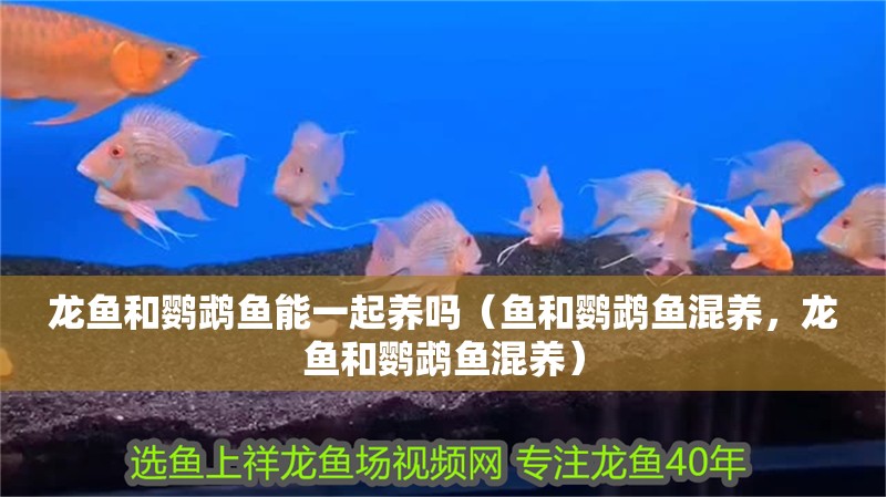 龍魚和鸚鵡魚能一起養嗎（魚和鸚鵡魚混養，龍魚和鸚鵡魚混養）