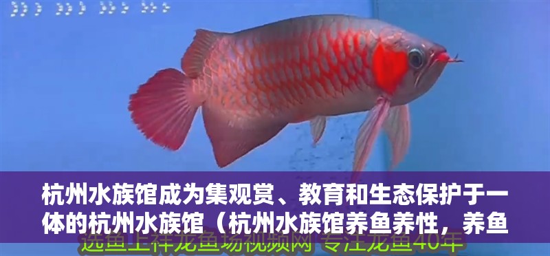 杭州水族館成為集觀賞、教育和生態保護于一體的杭州水族館（杭州水族館養魚養性，養魚養性）