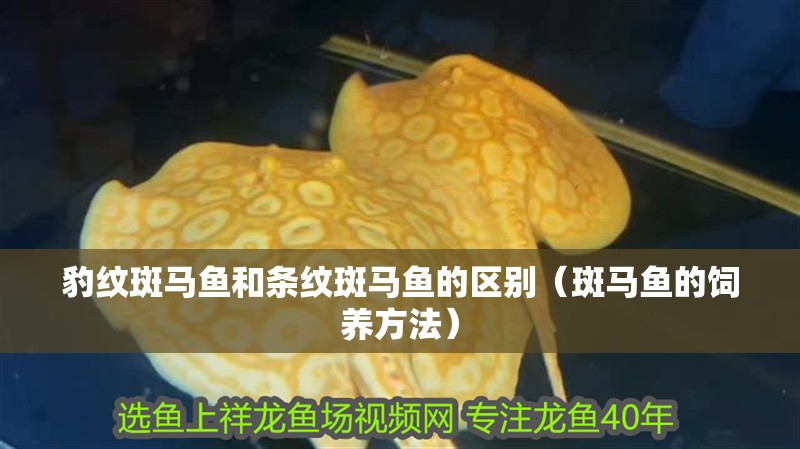 豹紋斑馬魚和條紋斑馬魚的區(qū)別（斑馬魚的飼養(yǎng)方法）