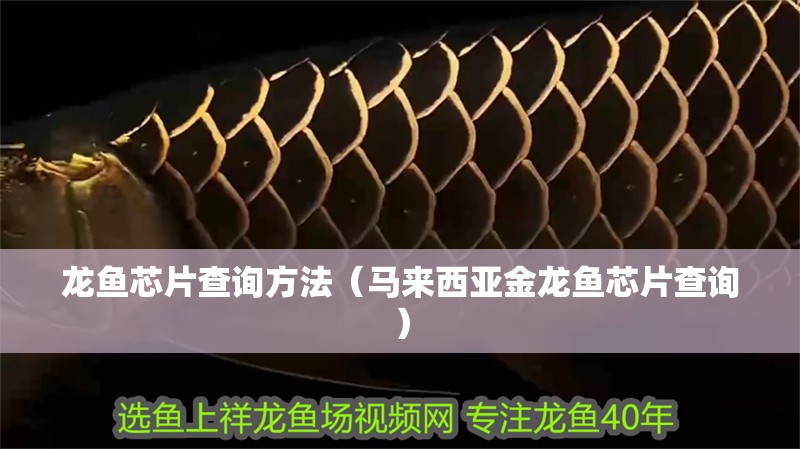 龍魚芯片查詢方法（馬來西亞金龍魚芯片查詢）