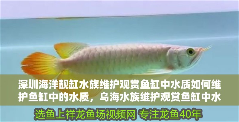 深圳海洋靚缸水族維護(hù)觀賞魚缸中水質(zhì)如何維護(hù)魚缸中的水質(zhì)，烏海水族維護(hù)觀賞魚缸中水質(zhì)如何進(jìn)行維護(hù)魚缸中的水質(zhì) 深圳海洋靚缸水族維護(hù)觀賞魚缸中水質(zhì)如何維護(hù)魚缸中的水質(zhì)，烏海水族維護(hù)觀賞魚缸中水質(zhì)如何進(jìn)行維護(hù)魚缸中的水質(zhì) 觀賞魚百科