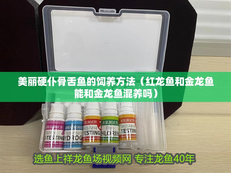 美麗硬仆骨舌魚的飼養方法（紅龍魚和金龍魚能和金龍魚混養嗎）