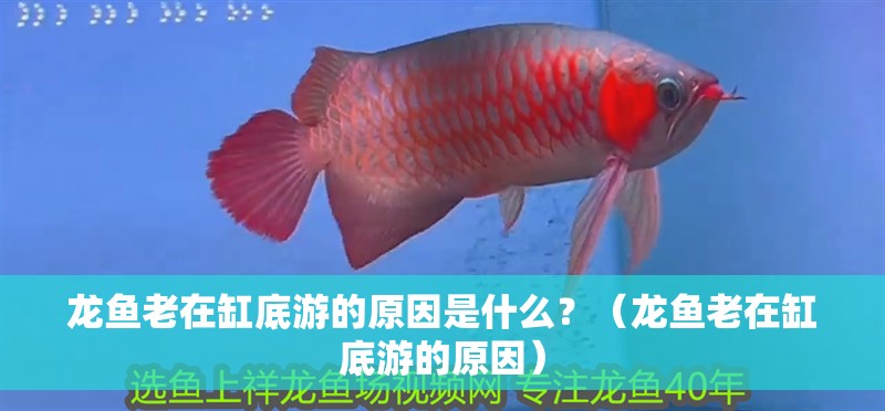 龍魚老在缸底游的原因是什么？（龍魚老在缸底游的原因） 龍魚老在缸底游的原因是什么？（龍魚老在缸底游的原因） 觀賞魚百科 第2張