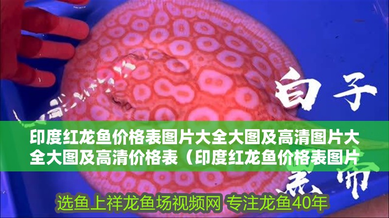 印度紅龍魚價(jià)格表圖片大全大圖及高清圖片大全大圖及高清價(jià)格表（印度紅龍魚價(jià)格表圖片大全） 印度紅龍魚價(jià)格表圖片大全大圖及高清圖片大全大圖及高清價(jià)格表（印度紅龍魚價(jià)格表圖片大全） 觀賞魚百科 第2張