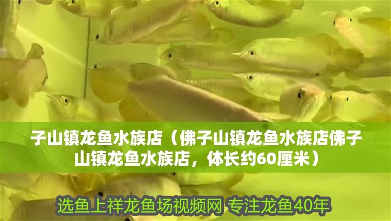 子山鎮龍魚水族店（佛子山鎮龍魚水族店佛子山鎮龍魚水族店，體長約60厘米） 子山鎮龍魚水族店（佛子山鎮龍魚水族店佛子山鎮龍魚水族店，體長約60厘米） 觀賞魚百科