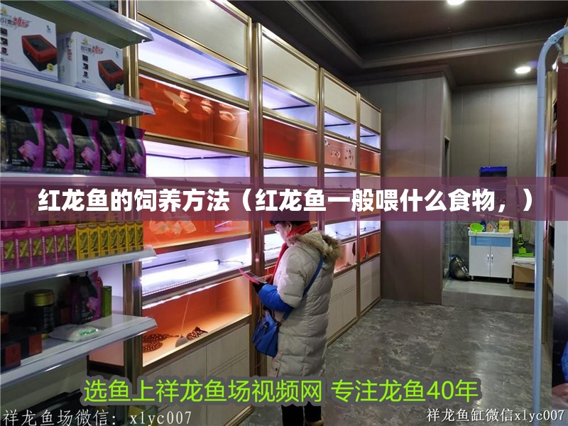 紅龍魚的飼養方法（紅龍魚一般喂什么食物，）