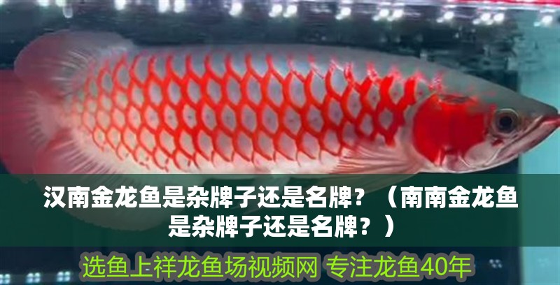 漢南金龍魚是雜牌子還是名牌？（南南金龍魚是雜牌子還是名牌？）