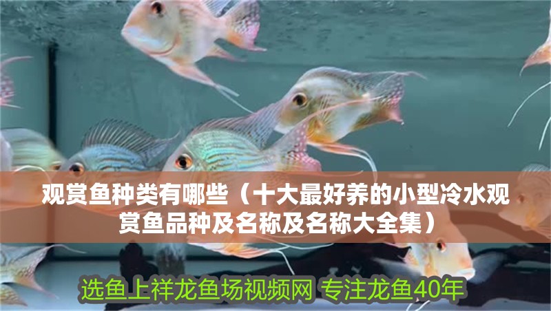 觀賞魚種類有哪些（十大最好養的小型冷水觀賞魚品種及名稱及名稱大全集）