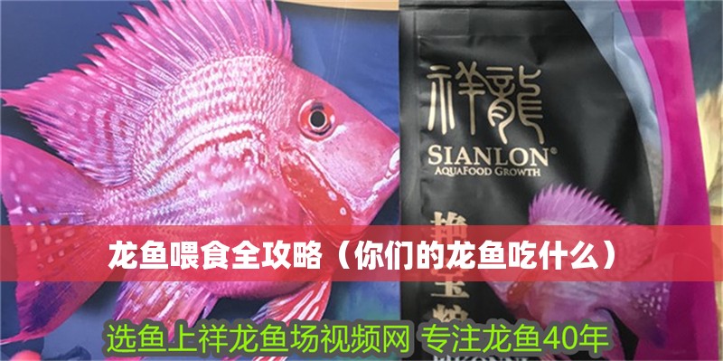 龍魚喂食全攻略（你們的龍魚吃什么）