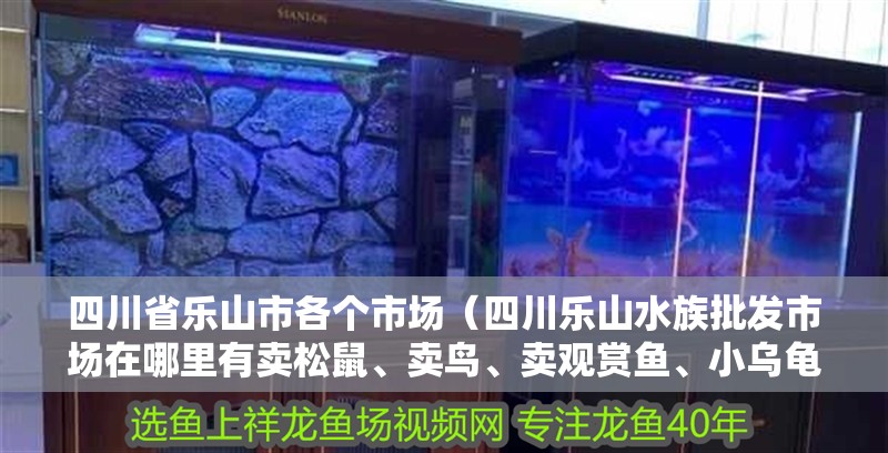 <strong><mark>四川</mark></strong>省樂山市各個市場（<strong><mark>四川</mark></strong>樂山水族批發市場在哪里有賣松鼠、賣鳥、賣觀賞魚、小烏龜）