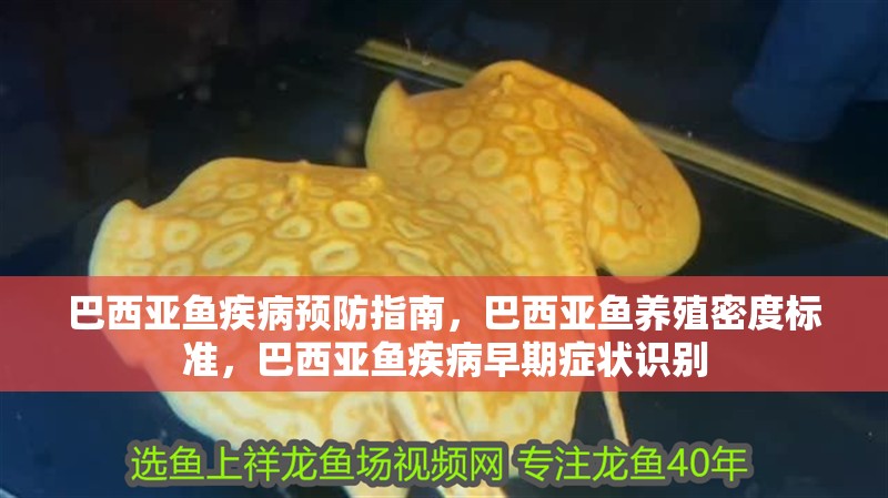 巴西亞魚疾病預(yù)防指南，巴西亞魚養(yǎng)殖密度標(biāo)準(zhǔn)，巴西亞魚疾病早期癥狀識別