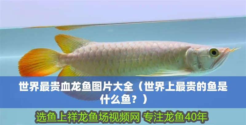 世界最貴血龍魚圖片大全（世界上最貴的魚是什么魚？）