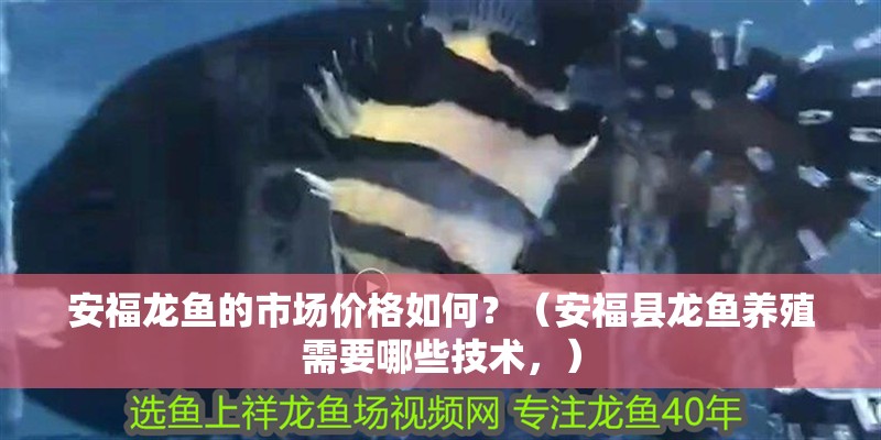 安福龍魚的市場(chǎng)價(jià)格如何？（安福縣龍魚養(yǎng)殖需要哪些技術(shù)，）