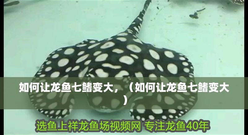 如何讓龍魚七鰭變大，（如何讓龍魚七鰭變大）