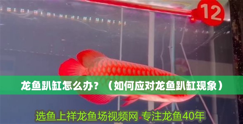 龍魚趴缸怎么辦？（如何應(yīng)對(duì)龍魚趴缸現(xiàn)象）