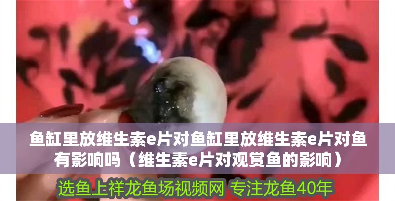 魚缸里放維生素e片對魚缸里放維生素e片對魚有影響嗎（維生素e片對觀賞魚的影響）