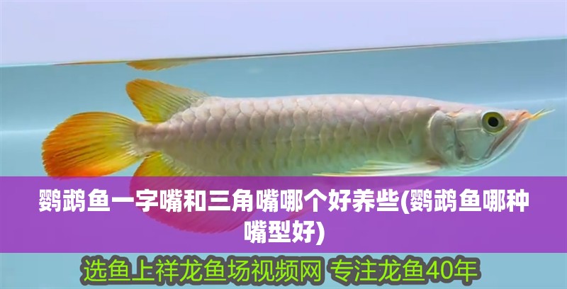 鸚鵡魚一字嘴和三角嘴哪個(gè)好養(yǎng)些(鸚鵡魚哪種嘴型好)