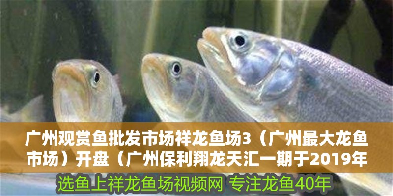 廣州觀賞魚批發市場祥龍魚場3（廣州最大龍魚市場）開盤（廣州保利翔龍天匯一期于2019年12月16日開盤） 廣州觀賞魚批發市場祥龍魚場3（廣州最大龍魚市場）開盤（廣州保利翔龍天匯一期于2019年12月16日開盤） 觀賞魚百科 第2張