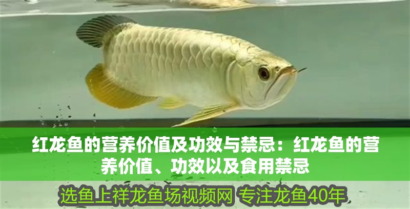 紅龍魚的營養(yǎng)價值及功效與禁忌：紅龍魚的營養(yǎng)價值、功效以及食用禁忌