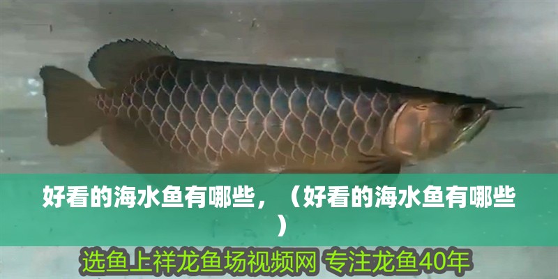 好看的海水魚有哪些，（好看的海水魚有哪些） 好看的海水魚有哪些，（好看的海水魚有哪些） 觀賞魚百科