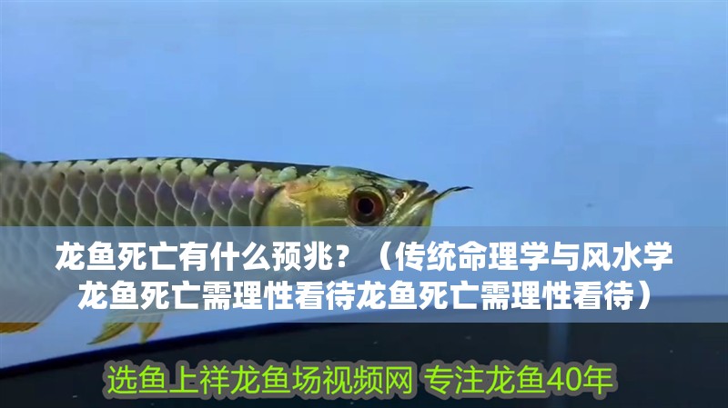 龍魚(yú)死亡有什么預(yù)兆？（傳統(tǒng)命理學(xué)與風(fēng)水學(xué)龍魚(yú)死亡需理性看待龍魚(yú)死亡需理性看待）