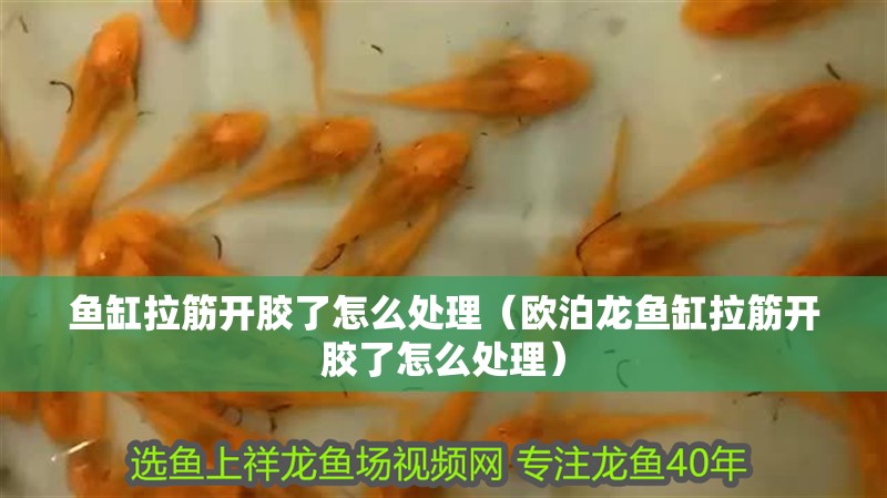 魚缸拉筋開膠了怎么處理（歐泊龍魚缸拉筋開膠了怎么處理）