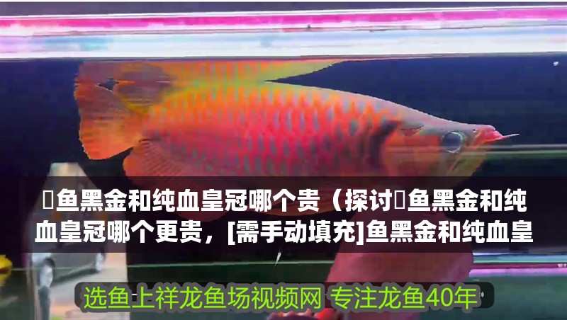 魟魚黑金和純血皇冠哪個貴（探討魟魚黑金和純血皇冠哪個更貴，[需手動填充]魚黑金和純血皇冠哪個更貴） 魟魚黑金和純血皇冠哪個貴（探討魟魚黑金和純血皇冠哪個更貴，[需手動填充]魚黑金和純血皇冠哪個更貴） 觀賞魚百科