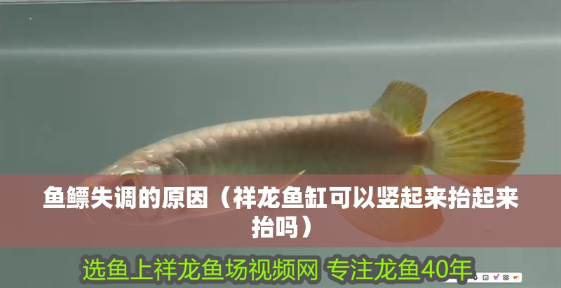 魚鰾失調(diào)的原因（祥龍魚缸可以豎起來抬起來抬嗎）