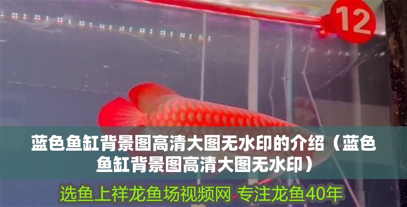 藍色魚缸背景圖高清大圖無水印的介紹（藍色魚缸背景圖高清大圖無水印）