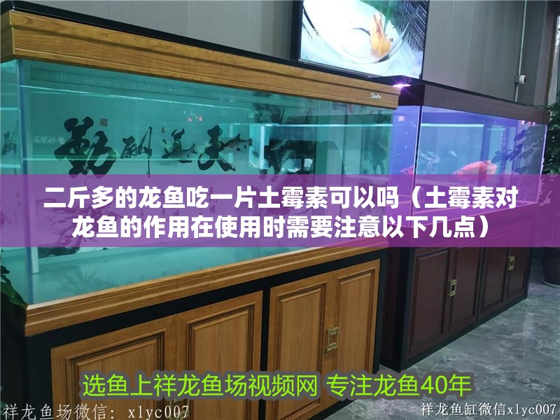 二斤多的龍魚吃一片土霉素可以嗎（土霉素對龍魚的作用在使用時需要注意以下幾點）