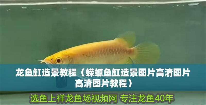 龍魚缸造景教程（蠑螈魚缸造景圖片高清圖片高清圖片教程）