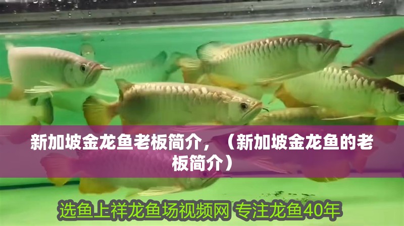 新加坡金龍魚老板簡介，（新加坡金龍魚的老板簡介）