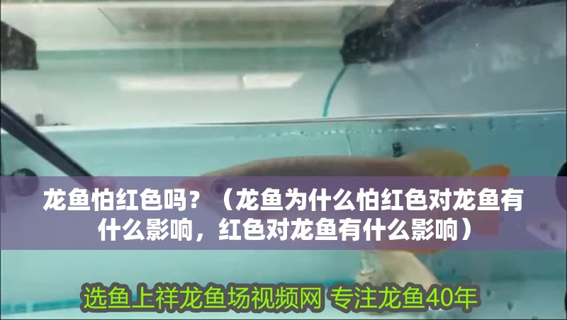 龍魚怕紅色嗎?(龍魚為什么怕紅色對龍魚有什么影響,紅色對龍魚有什么影響) 觀賞魚百科 第2張 龍魚怕紅色嗎?(龍魚為什么怕紅色對龍魚有什么影響,紅色對龍魚有什么影響) 龍魚怕紅色嗎?(龍魚為什么怕紅色對龍魚有什么影響,紅色對龍魚有什么影響) 觀賞魚百科 第2張