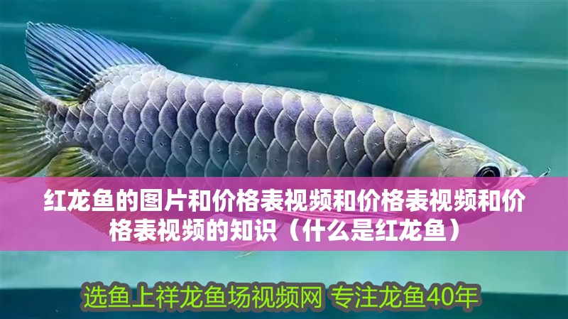 紅龍魚的圖片和價(jià)格表視頻和價(jià)格表視頻和價(jià)格表視頻的知識(shí)（什么是紅龍魚）
