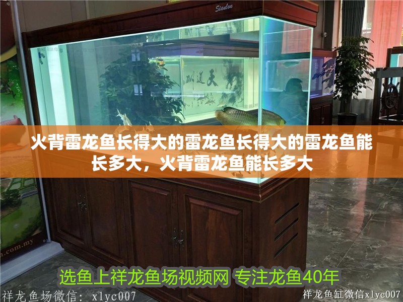火背雷龍魚長得大的雷龍魚長得大的雷龍魚能長多大，火背雷龍魚能長多大