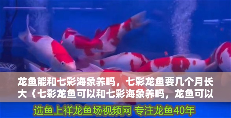 龍魚能和七彩海象養(yǎng)嗎，七彩龍魚要幾個(gè)月長大（七彩龍魚可以和七彩海象養(yǎng)嗎，龍魚可以和七彩海象養(yǎng)嗎）