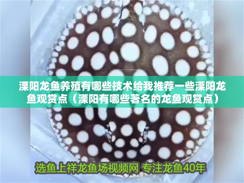 溧陽龍魚養殖有哪些技術給我推薦一些溧陽龍魚觀賞點（溧陽有哪些著名的龍魚觀賞點） 溧陽龍魚養殖有哪些技術給我推薦一些溧陽龍魚觀賞點（溧陽有哪些著名的龍魚觀賞點） 觀賞魚百科 第6張