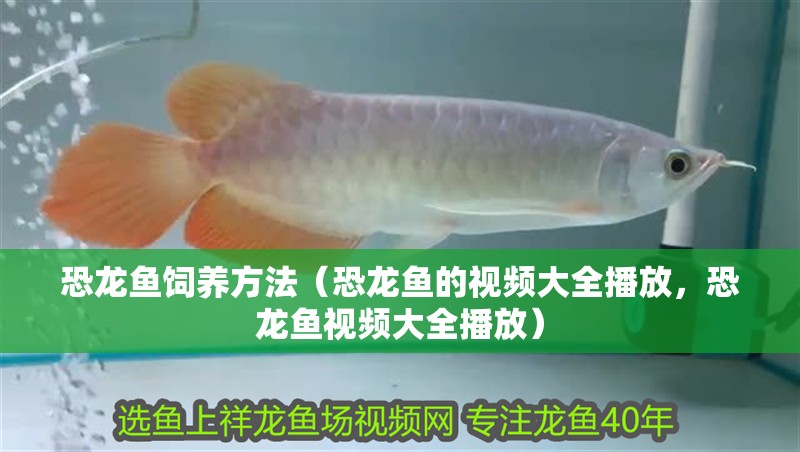 恐龍魚飼養方法（恐龍魚的視頻大全播放，恐龍魚視頻大全播放）
