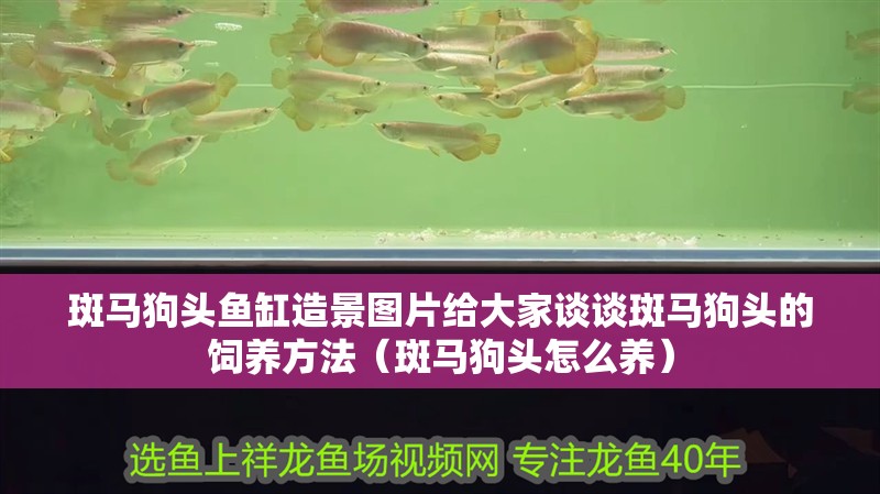 斑馬狗頭魚缸造景圖片給大家談談斑馬狗頭的飼養方法（斑馬狗頭怎么養）