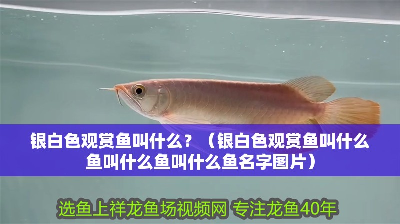 銀白色觀賞魚叫什么？（銀白色觀賞魚叫什么魚叫什么魚叫什么魚名字圖片）