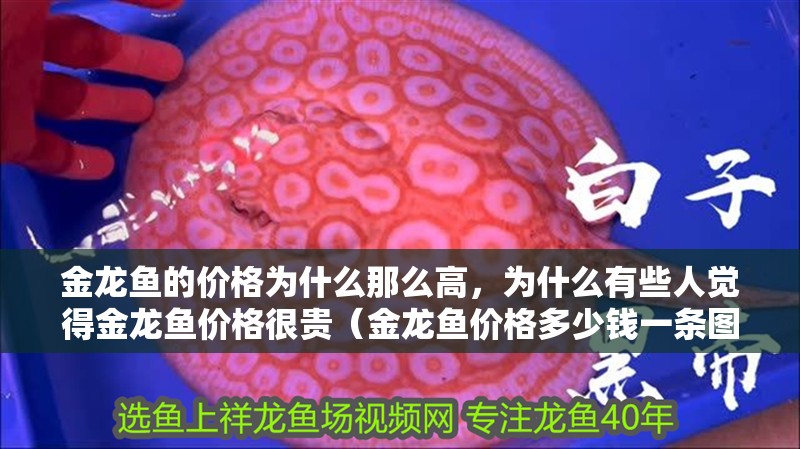 金龍魚的價格為什么那么高，為什么有些人覺得金龍魚價格很貴（金龍魚價格多少錢一條圖片和金龍魚價格多少錢一條啊）