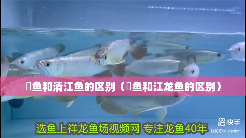 鮰魚和清江魚的區別（鮰魚和江龍魚的區別）