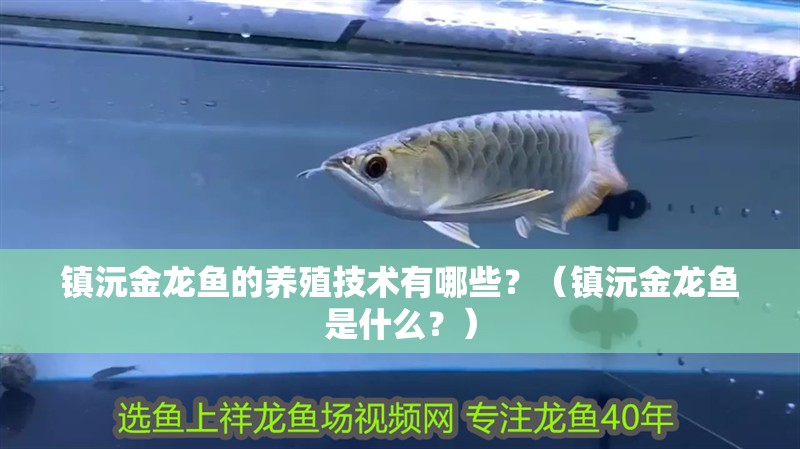鎮沅金龍魚的養殖技術有哪些？（鎮沅金龍魚是什么？）