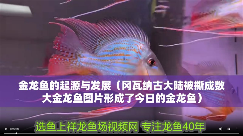 金龍魚的起源與發(fā)展（岡瓦納古大陸被撕成數(shù)大金龍魚圖片形成了今日的金龍魚）